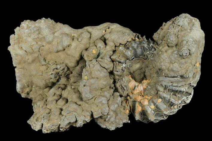 Pyrite Encrusted Ammonite Fossil - Russia #181220